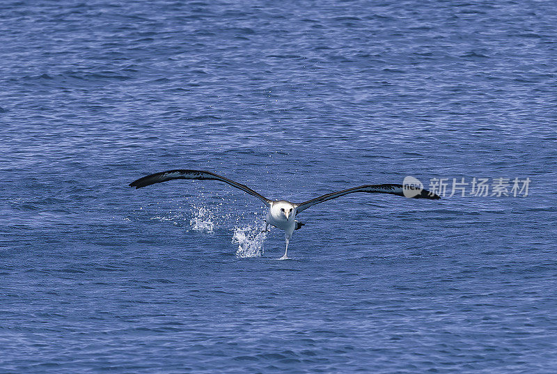 The Flying Laysan Albatross, Phoebastria immutabilis, is a large seabird that ranges across the North Pacific. Papahānaumokuākea Marine National Monument, Midway Island, Midway Atoll, Hawaiian Islands